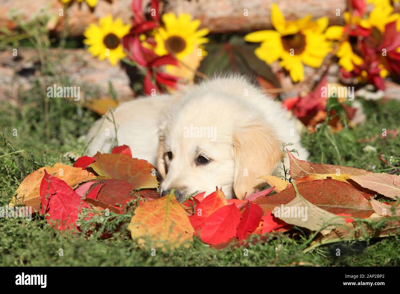 Automne golden retriever couché dans les feuilles Banque D'Images