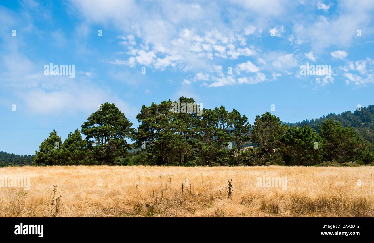 Sonoma County été paysage, collines, forêt, champs dorés et brouillard sur la côte du nord de la Californie Banque D'Images
