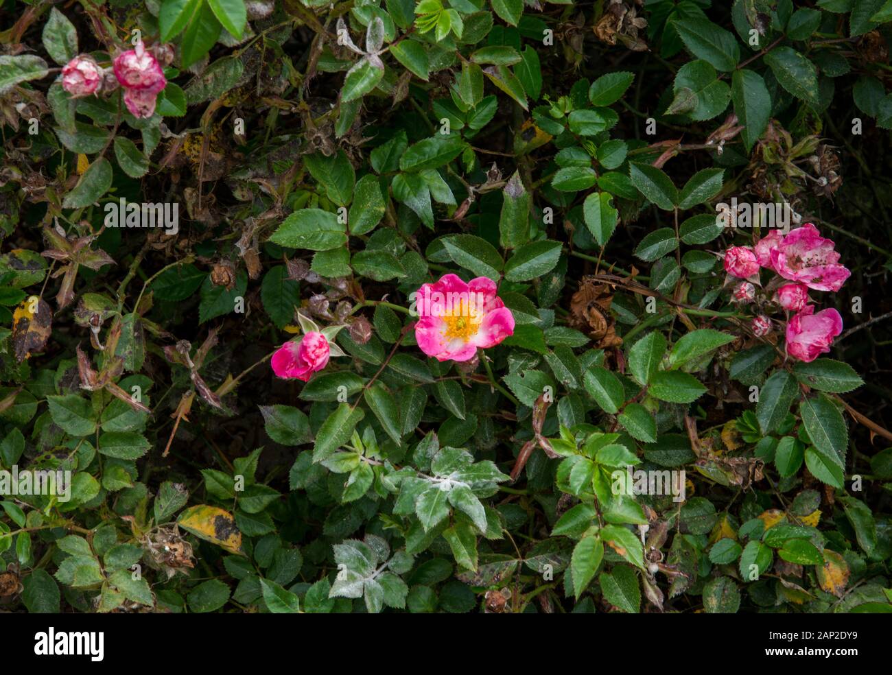 Roses cultivées sur le terrain du parc historique national de fort Ross, comté de Sonoma, Californie Banque D'Images