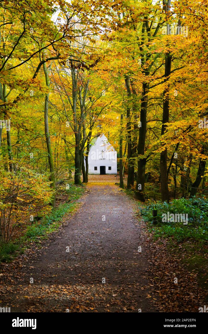 Vue sur le chemin en forêt de hêtres allemandes dans couleurs d'automne sur white chapel isolée - Viersen (Suechteln), Allemagne Banque D'Images