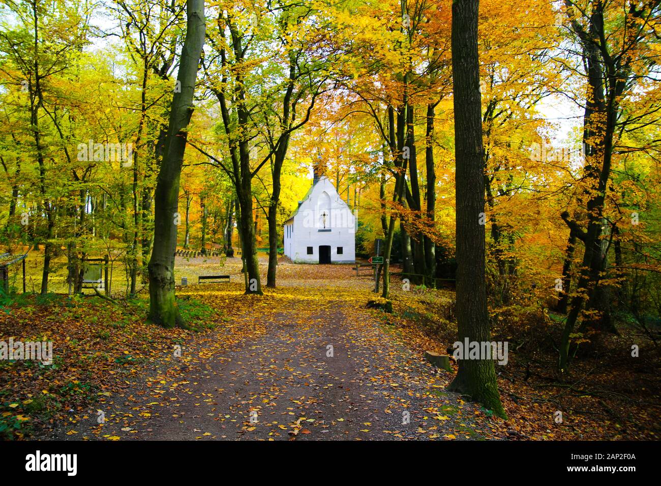 Vue sur le chemin en forêt de hêtres allemandes dans couleurs d'automne sur white chapel isolée - Viersen (Suechteln), Allemagne Banque D'Images