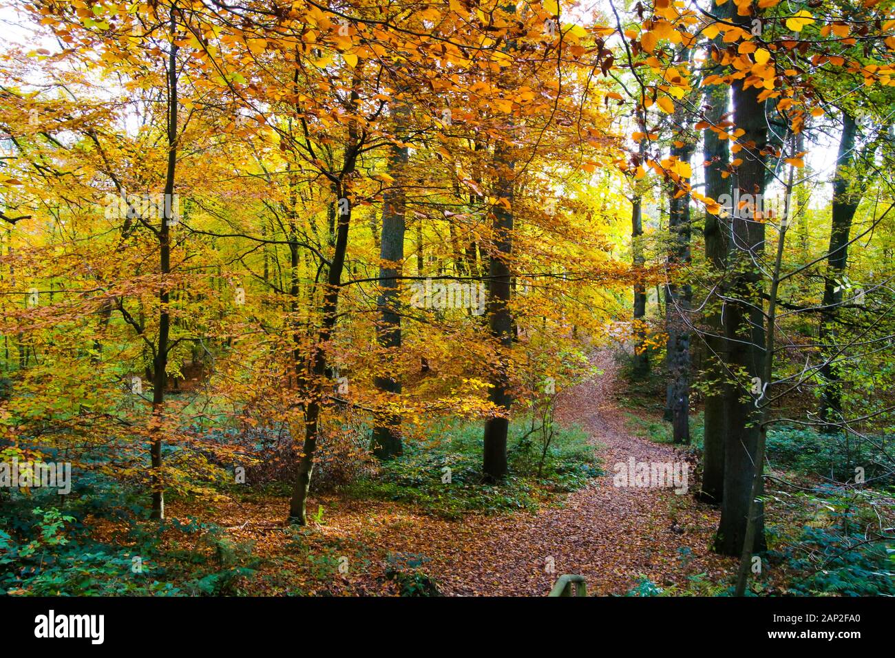 Vue sur chemin couvert de feuillage en allemand forêt de hêtres en automne couleurs - Viersen (Suechteln), Allemagne Banque D'Images