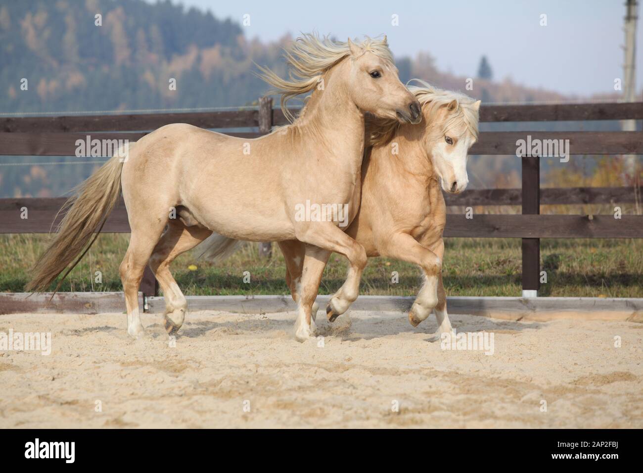 Poney palomino a clearance vendre