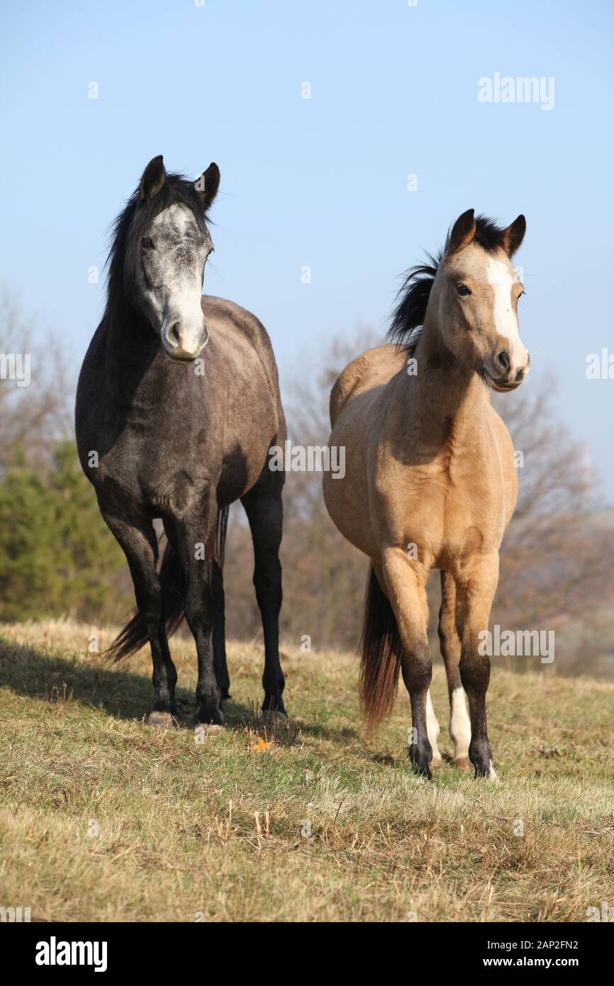 Deux chevaux debout ensemble sur des pâturages et vous regarde Banque D'Images