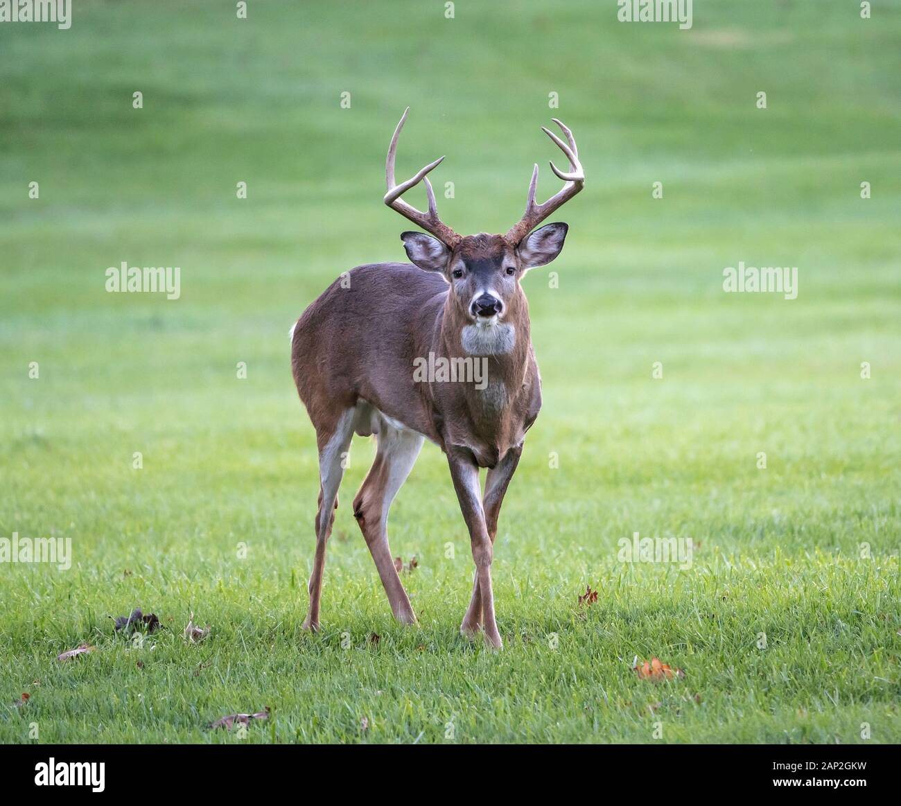 Curieux le cerf de Virginie (Odocoileus virginianus) mâle avec bois Banque D'Images