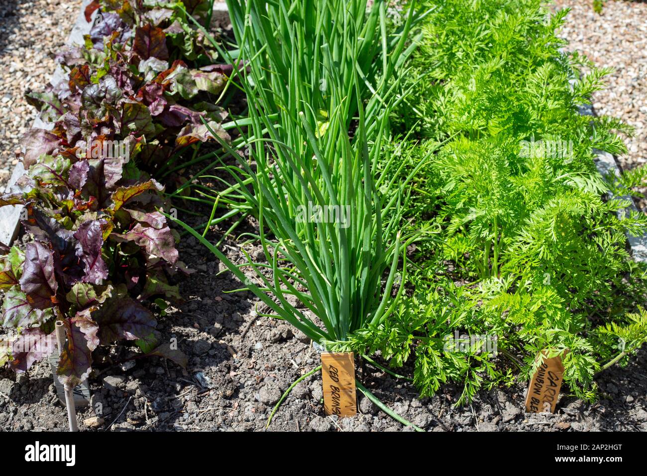 De jeunes betteraves, les oignons et la carotte, les plantes qui poussent dans une maison jardin potager, Christchurch, Nouvelle-Zélande Banque D'Images