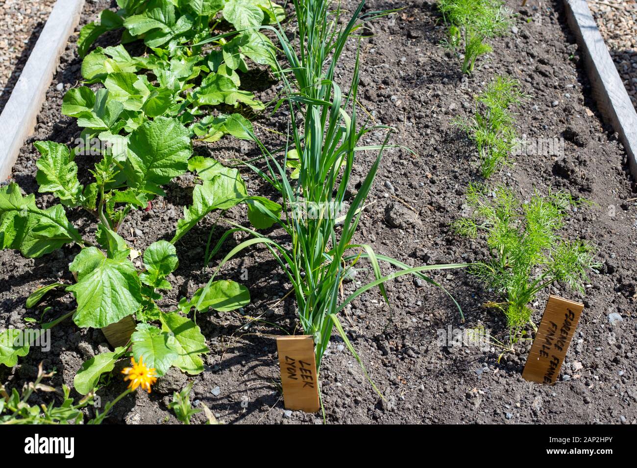 Jeune et en bonne santé les radis, les poireaux et le fenouil dans un lit de jardin accueil en été, Christchurch, Nouvelle-Zélande Banque D'Images