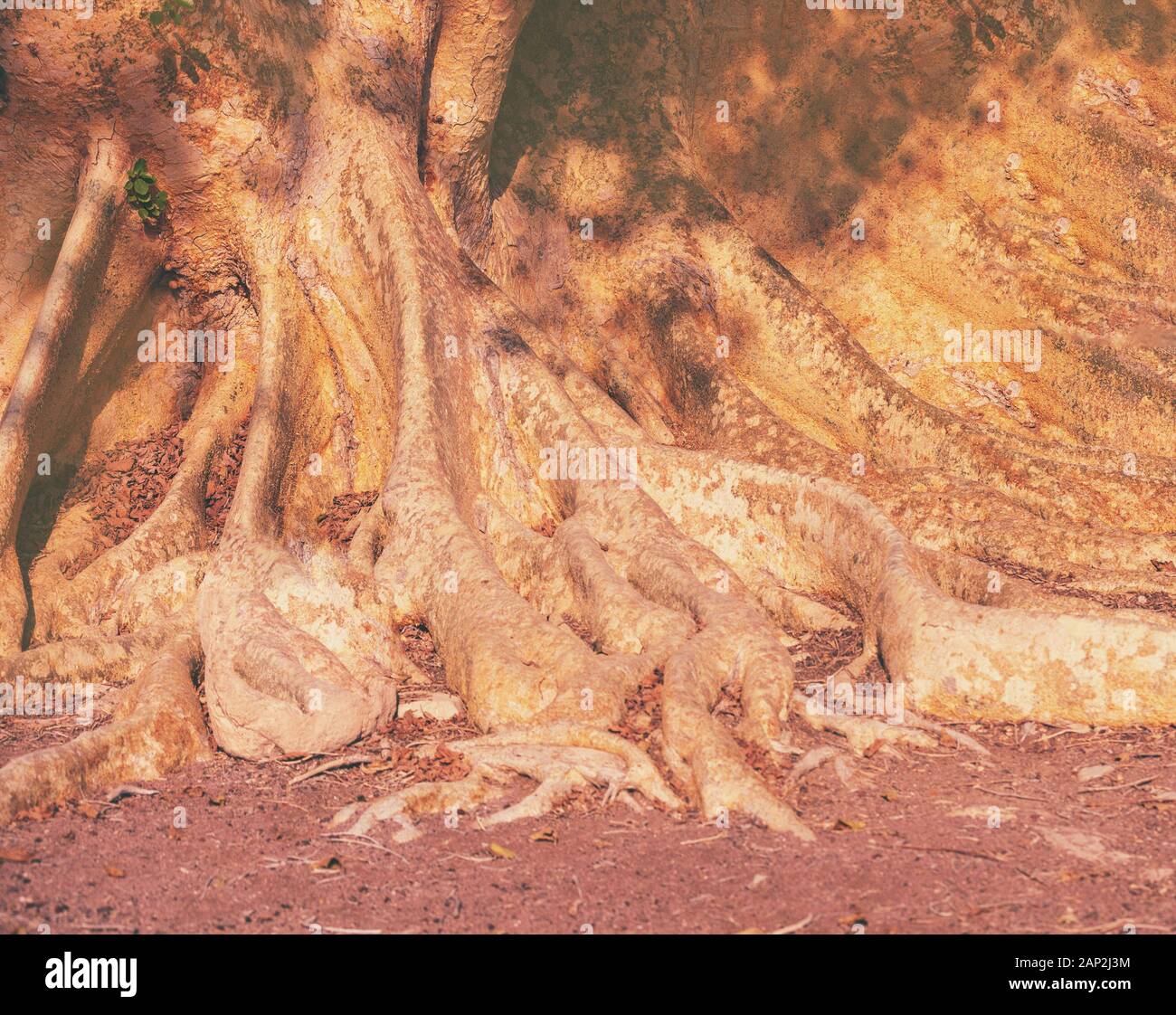 Tronc et racines de Ficus sycomorus (sycamore fig ) arbre. Nature fond Banque D'Images