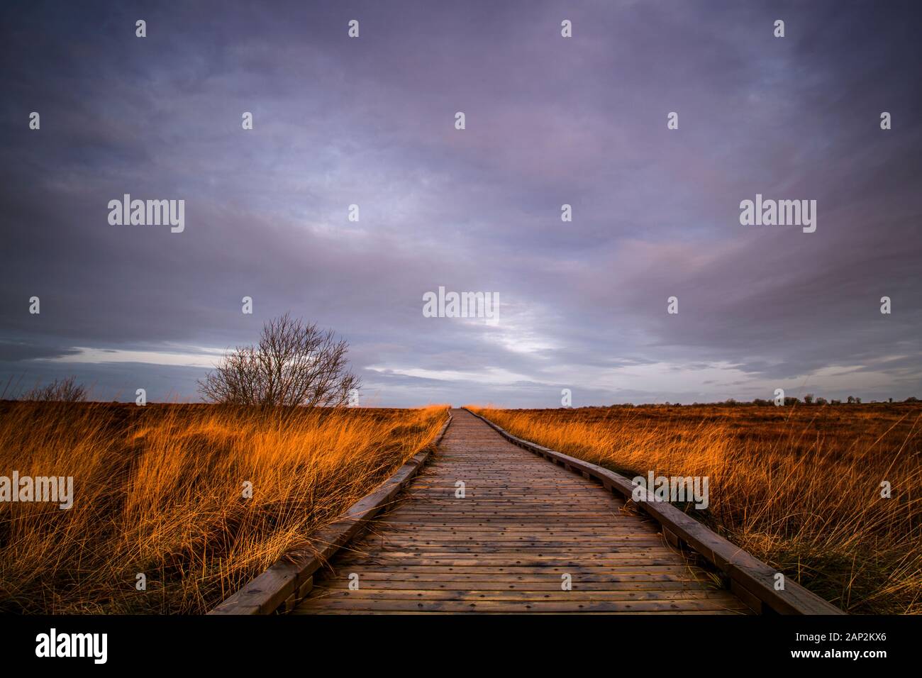 Clara Bog Boardwalk le matin de février. Banque D'Images