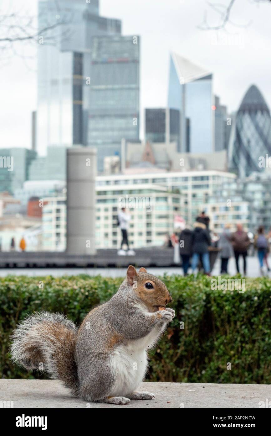 Faune à Londres vue de l'écureuil gris de l'est ou Sciurus carolinensis en milieu urbain comme la modification de l'habitat de la faune à Londres, Royaume-Uni, Angleterre Banque D'Images