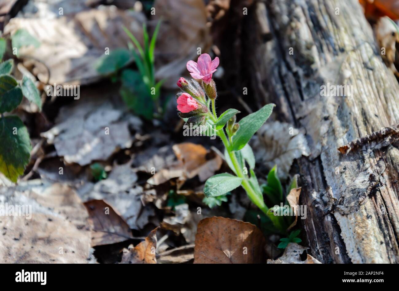 Fleur violette de la famille Borage, dans la forêt, une chaude journée de printemps, gros plan, beau fond Banque D'Images