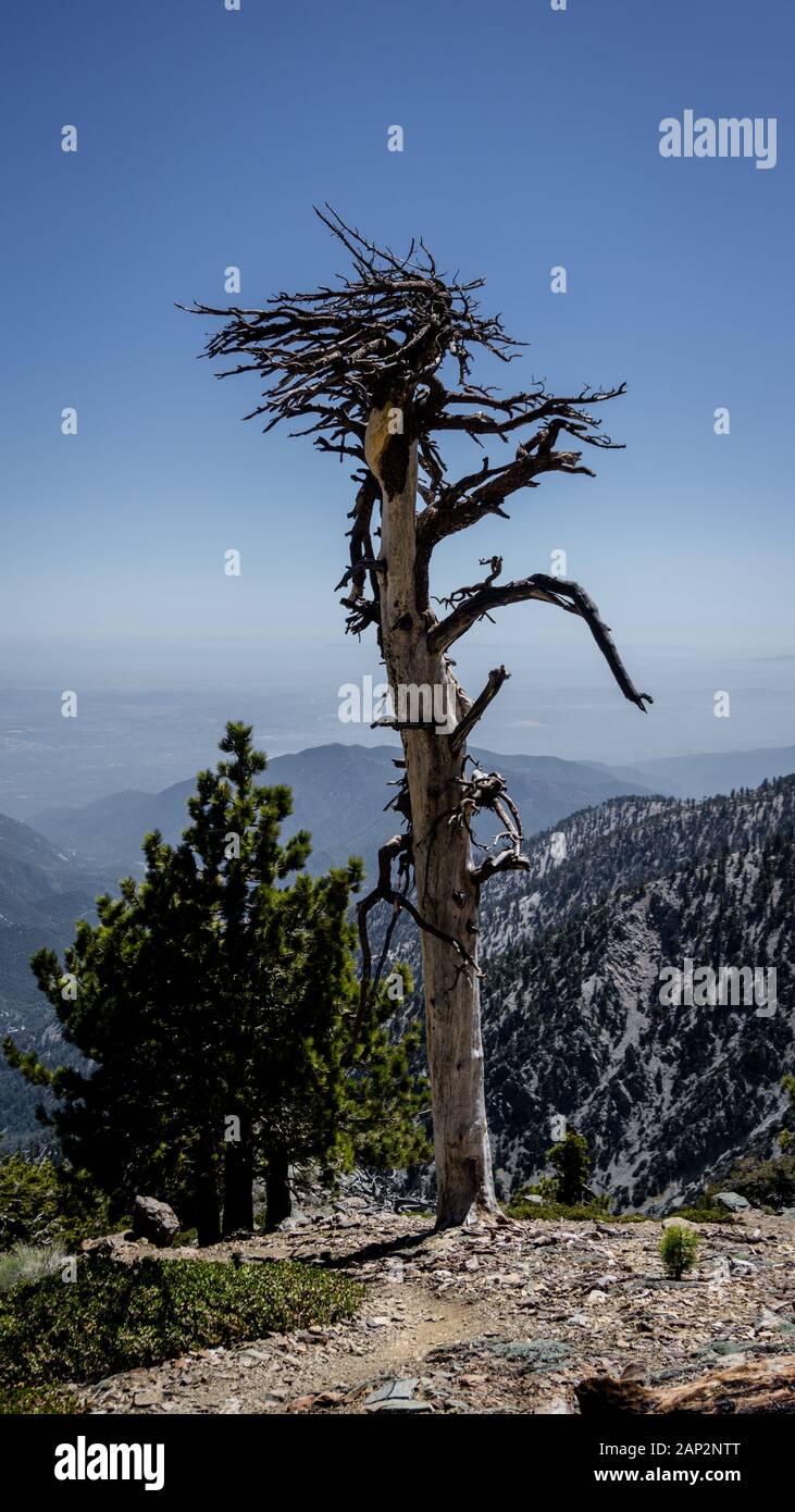 Arbre généalogique spécial à Los Angeles National Forest Banque D'Images