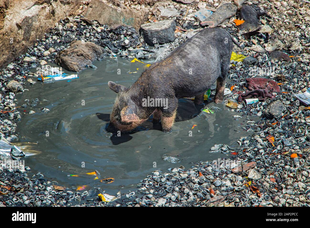 Un petit cochon ou porcelet est baigné dans une piscine sale sur l'île de Fadiouth au Sénégal, l'Afrique. Il y a autour des ordures. C'est le seul endroit au Sénégal où Banque D'Images