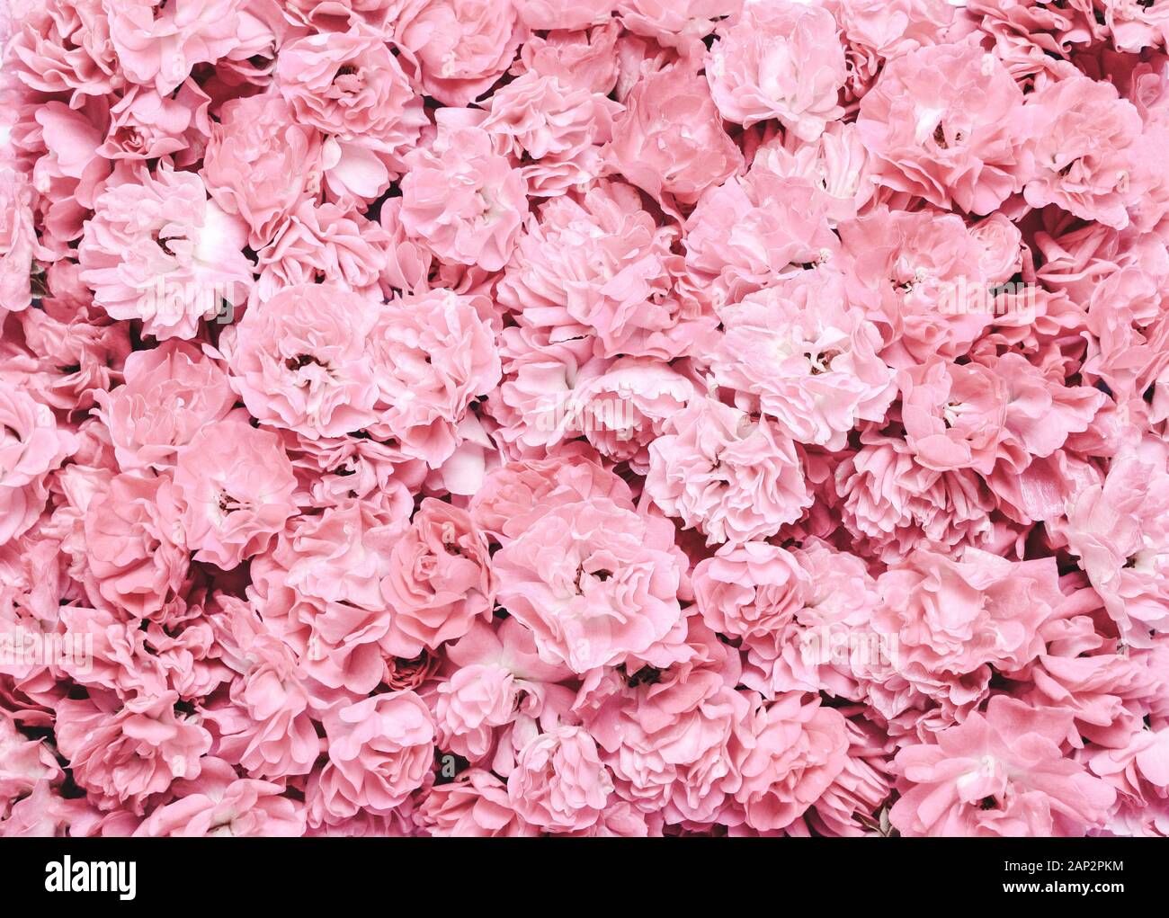 Composition pastel de coraux, fleurs roses. Maison de vacances naturelles en-tête lettrage Banque D'Images
