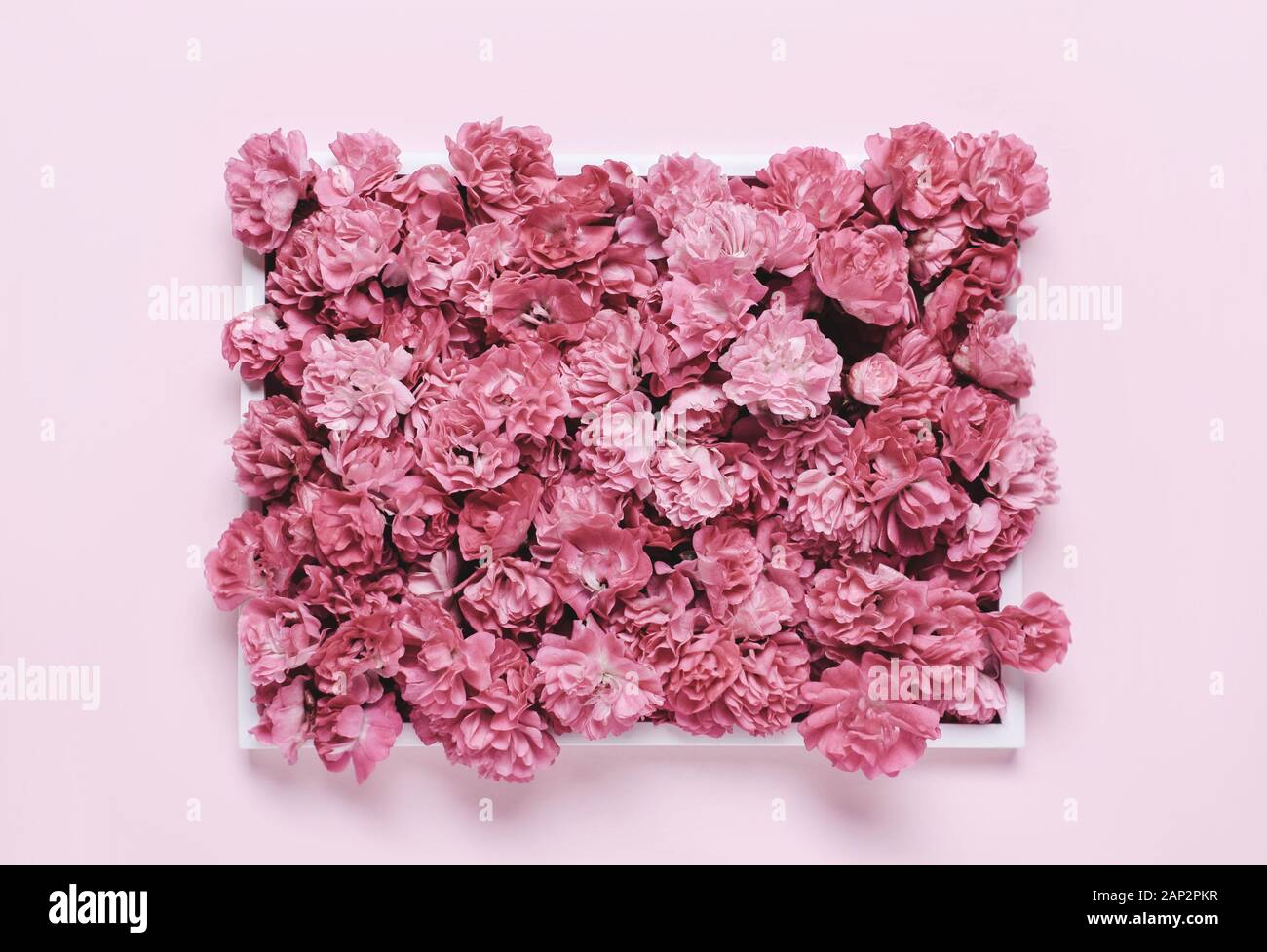 Arrière-plan avec rose, corail fleurs. Maison de vacances naturelles en-tête lettrage Banque D'Images