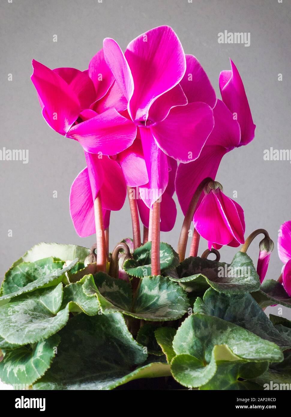 Un cyclamen rose très attrayant de plante offre des couleurs dans les mois froids à l'intérieur en UK Banque D'Images