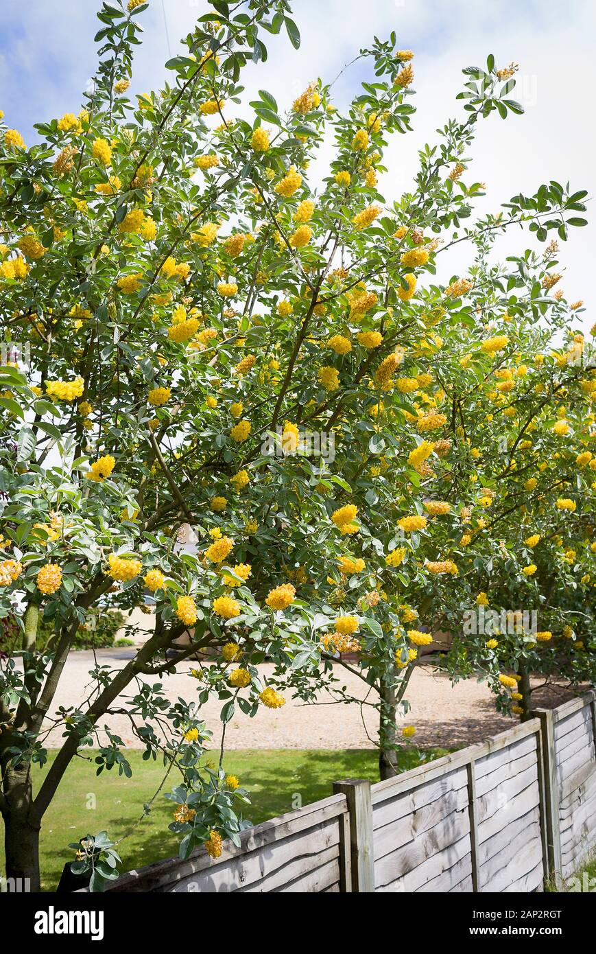 Dans un petit jardin urbain/une ligne de Cytisus battandieri floraison arbres fournissent une borne frontière colorés dans un peu plus d'une clôture en bois Banque D'Images