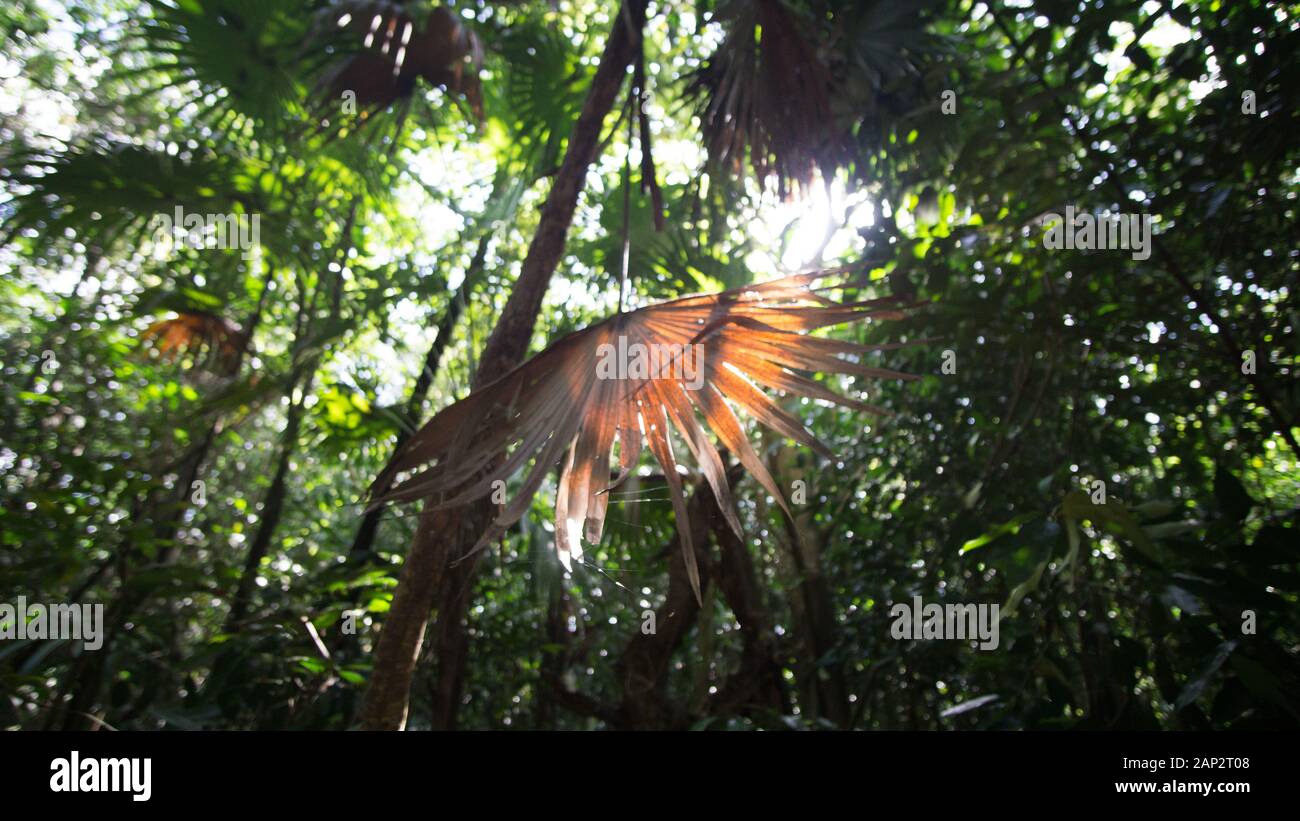 Dans les paumes de bons de Sian Ka'an parc national, Yucatan, Mexique Banque D'Images