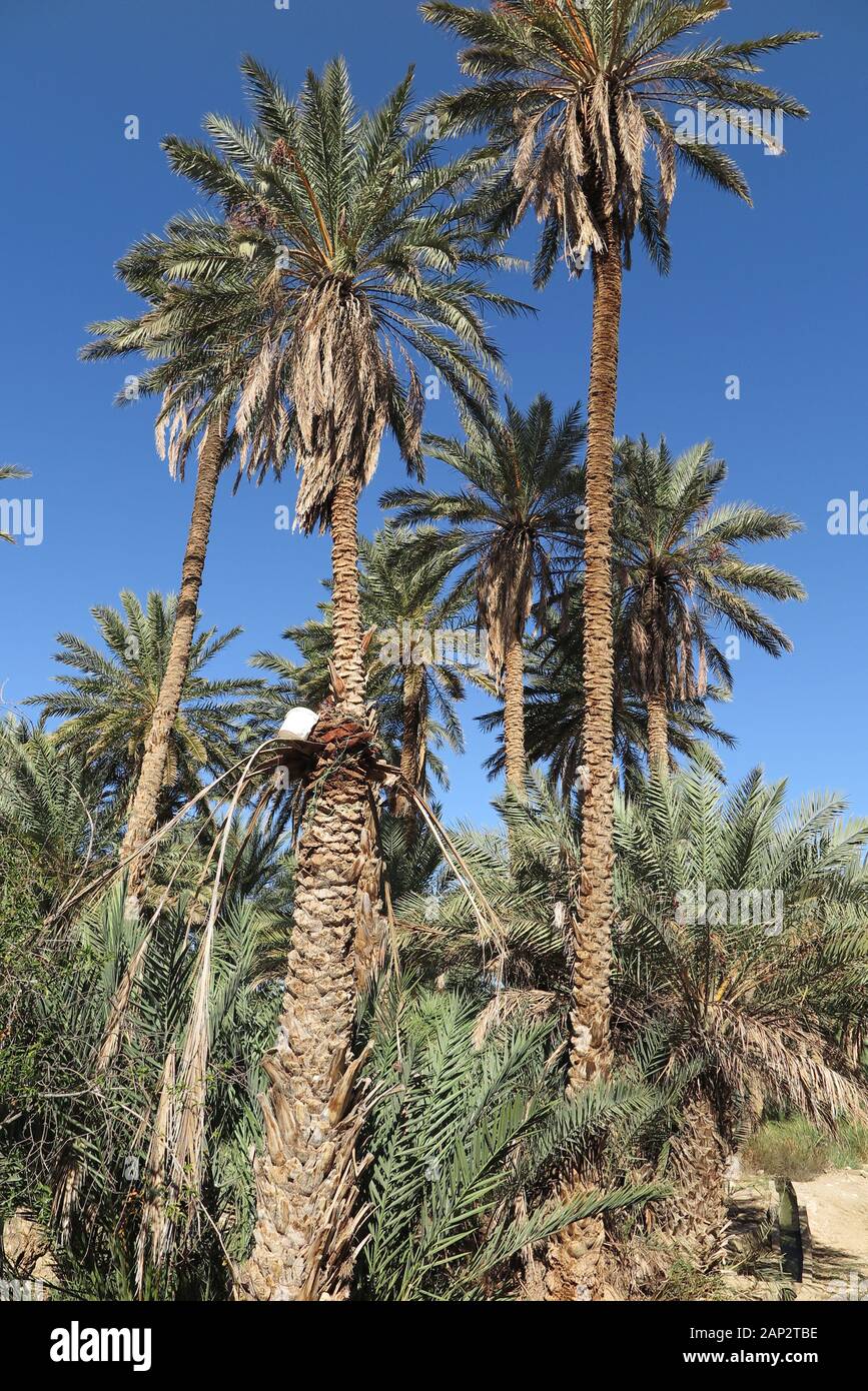 Date Palm tree taraudés pour le vin de palme à Douz, Tunisie du Sud. Banque D'Images
