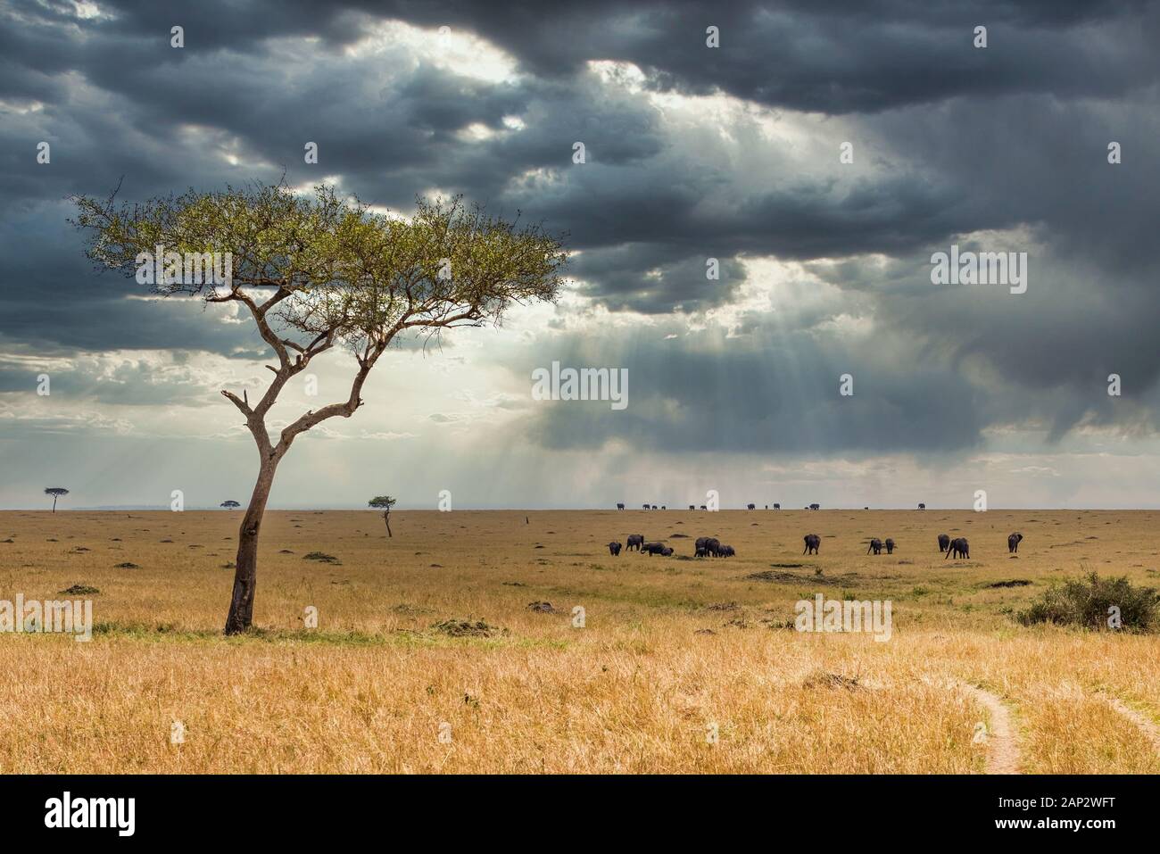 Les troupeaux d'éléphants sous un ciel orageux Serengeti Banque D'Images