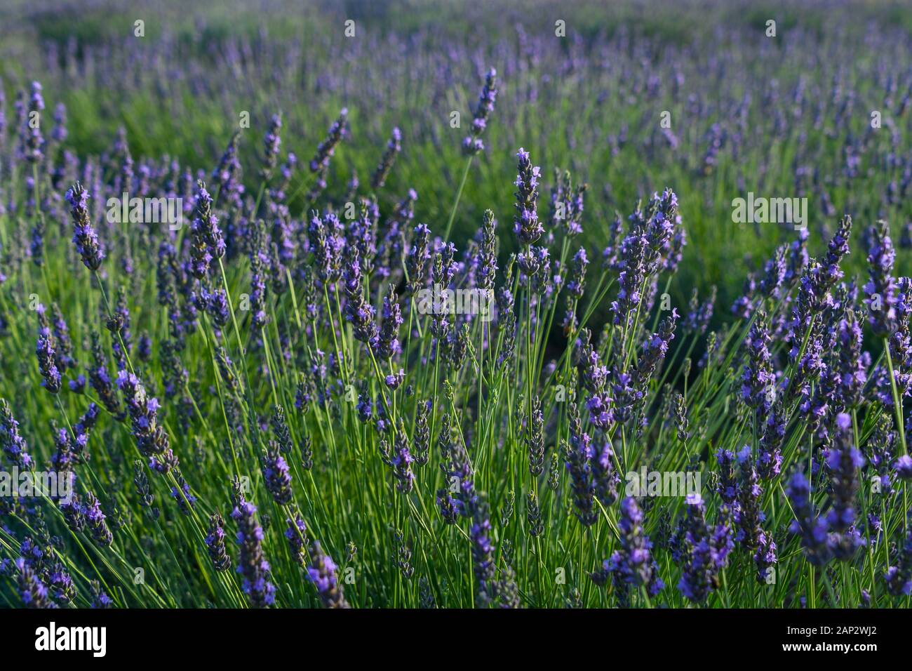 La floraison des champs de lavande. Photographié dans les hauteurs du Golan, Israël Banque D'Images