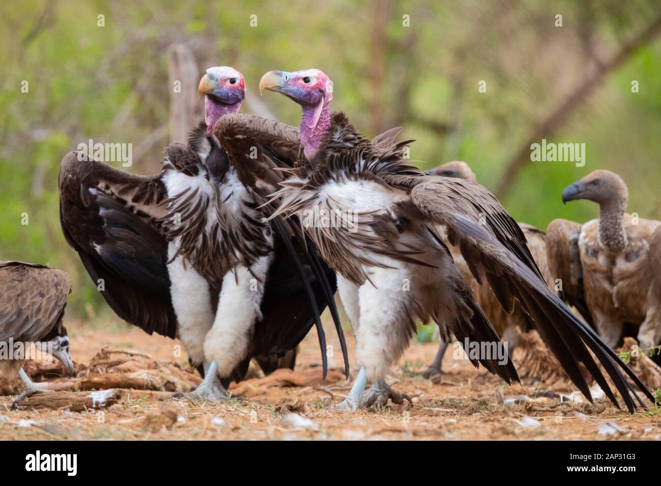 Coprin micacé (Torgos tracheliotos), deux adultes afficher sur le terrain parmi les autres vautours, Mpumalanga, Afrique du Sud Banque D'Images