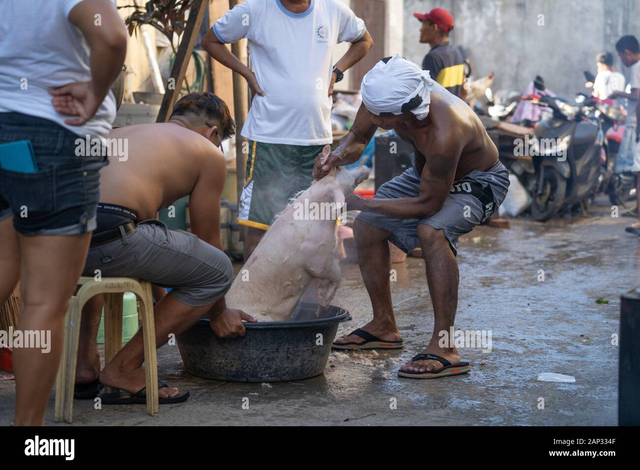 Un cochon ayant les cheveux extérieur retiré de sa peau par l'utilisation de l'eau bouillante.L'image prise dans un quartier pauvre de la ville de Cebu au cours de laquelle le temps Fiesta cochon sera ofer grillé un feu de braises. Banque D'Images