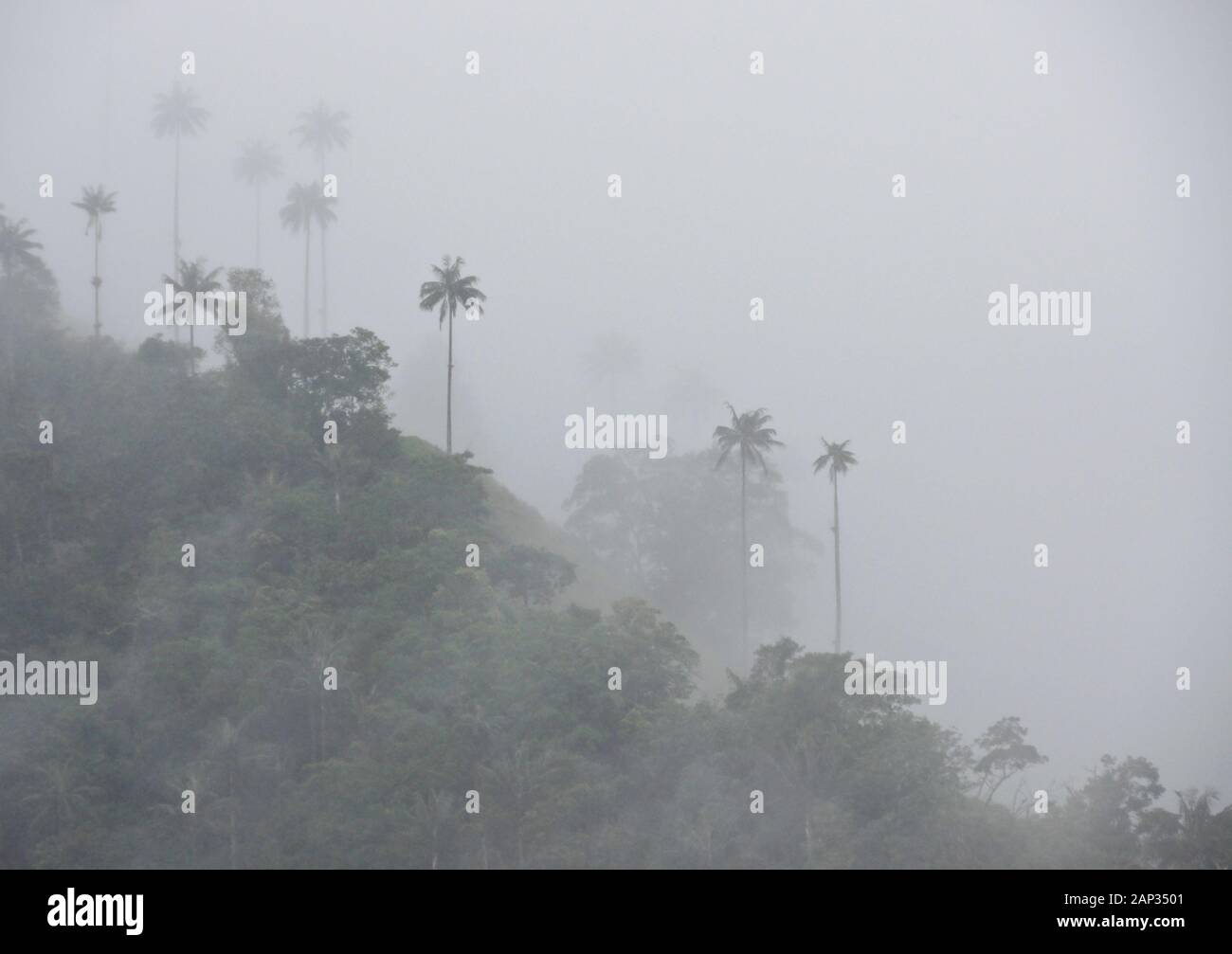 Wax palms (arbre national en Colombie) et végétation tropicale dans la vallée de Cocora près de Salento Quindio, ministère, Colombie, sur un jour pluvieux et brumeux Banque D'Images