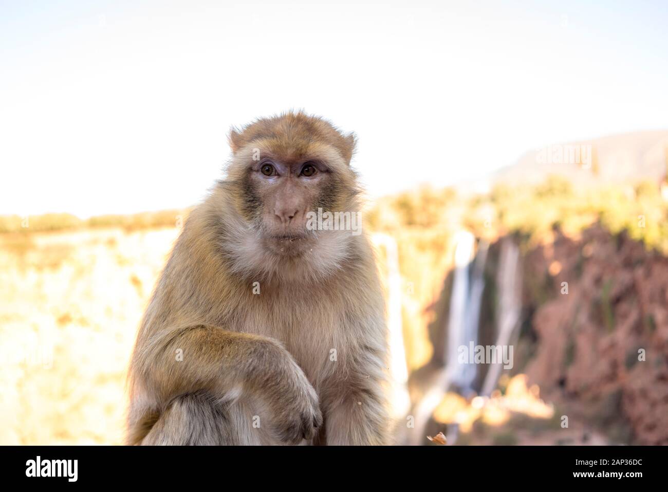 Macaca sylvanus ou singe magot à ouzoud Banque D'Images