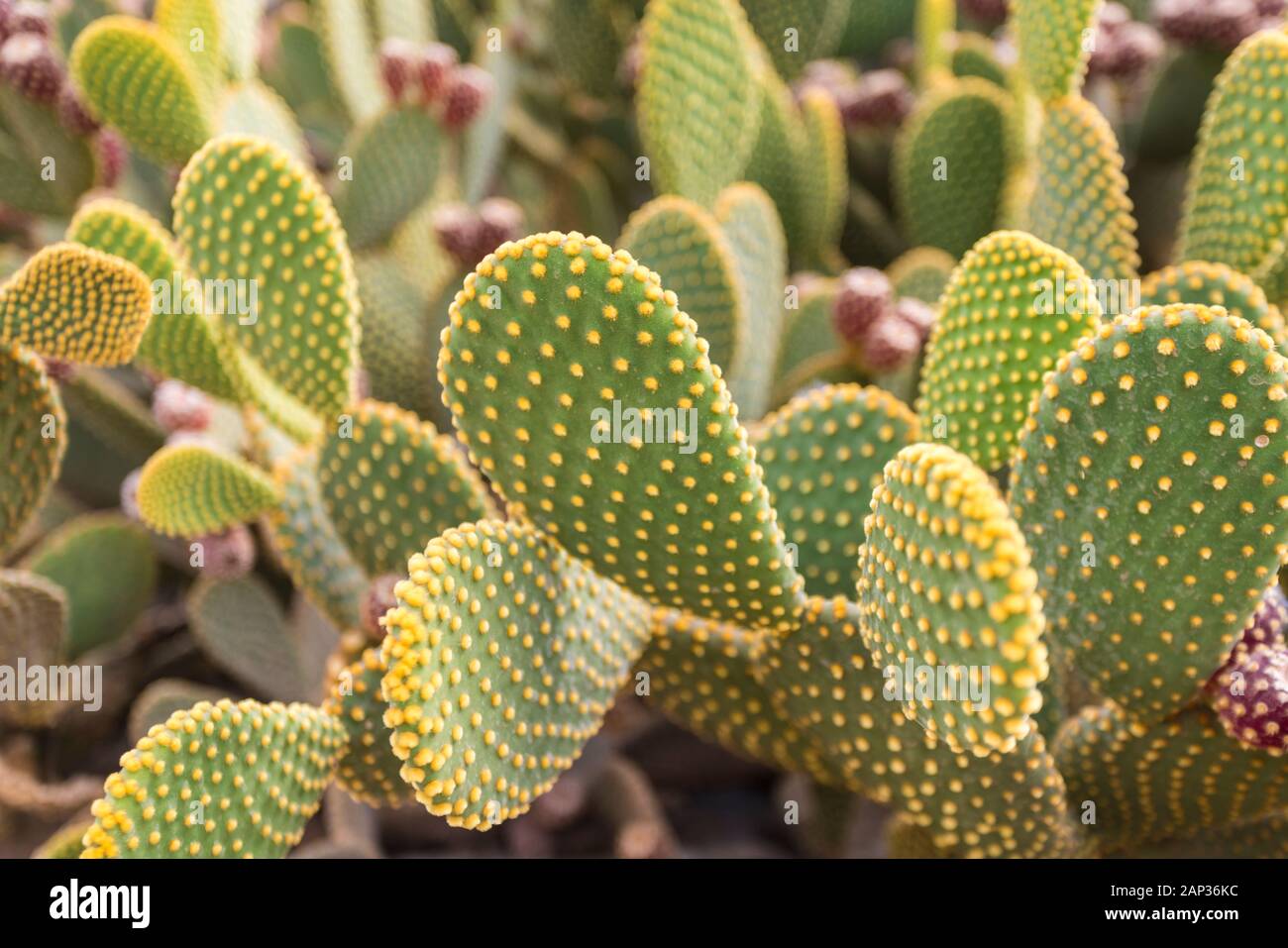 Gros plan sur le cactus Opuntia ficus-indica (poire pirickly) Banque D'Images