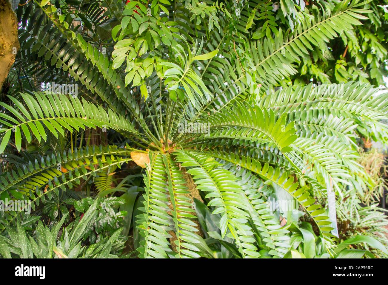 Encephalartos arenarius, endémique à l'Afrique du Sud Banque D'Images