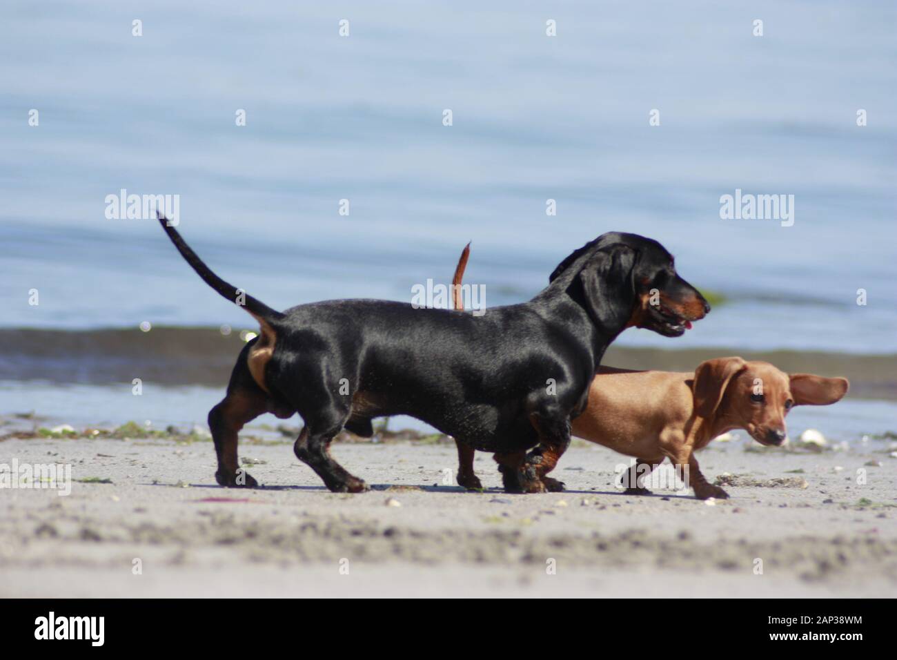 L'un des plus aimés chiens de races, le Teckel miniature....autrement connu comme un 'Sausage Dog' Banque D'Images