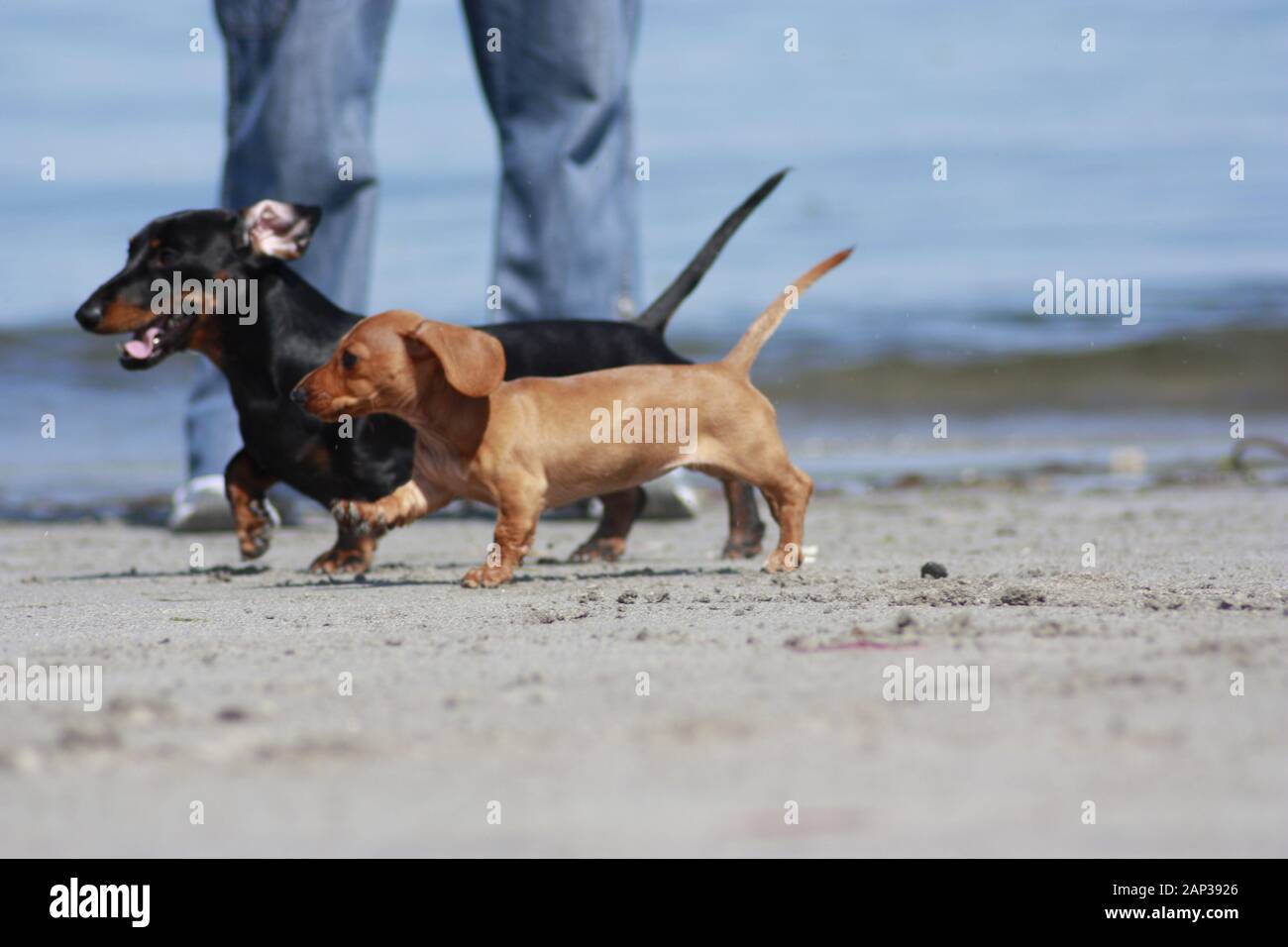L'un des plus aimés chiens de races, le Teckel miniature....autrement connu comme un 'Sausage Dog' Banque D'Images