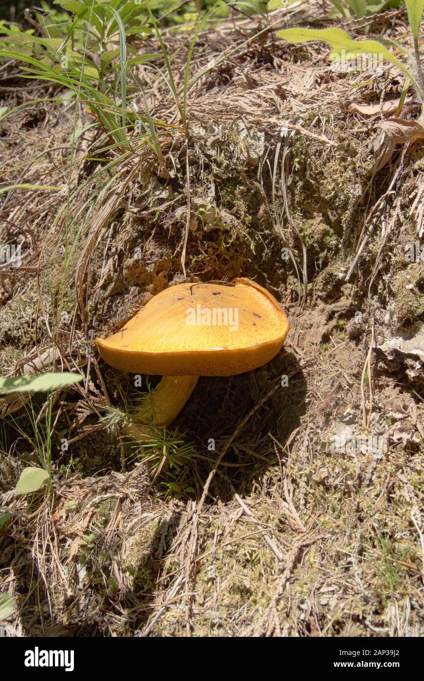 Suillus tomentosus. Un vieux champignon Jack Glissant à coloration bleue qui pousse sous des conifères mixtes dans les montagnes du Cabinet, dans le comté de Lincoln, au Montana Banque D'Images