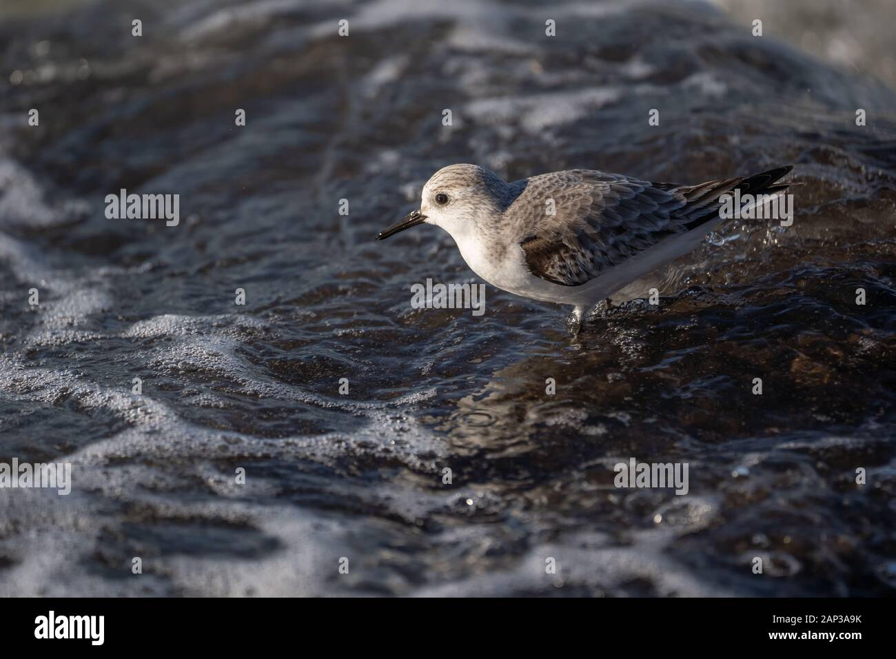 Un bécasseau sanderling surpris par une vague s'écraser sur les rochers de la jetée. Banque D'Images