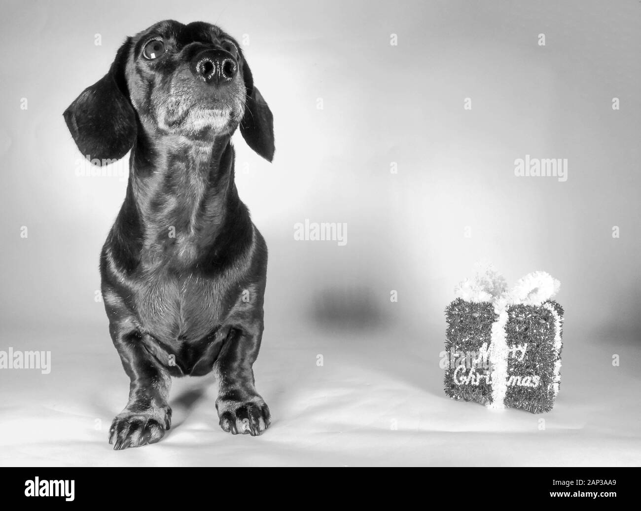 L'un des plus aimés chiens de races, le Teckel miniature....autrement connu comme un 'Sausage Dog' Banque D'Images