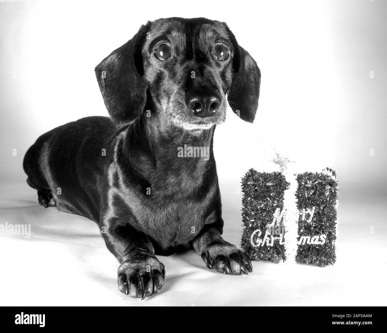 L'un des plus aimés chiens de races, le Teckel miniature....autrement connu comme un 'Sausage Dog' Banque D'Images