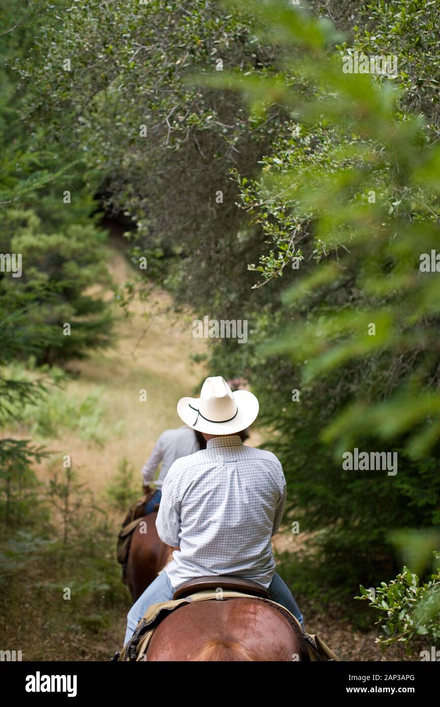 Les gens randonnées à cheval à travers une forêt Banque D'Images