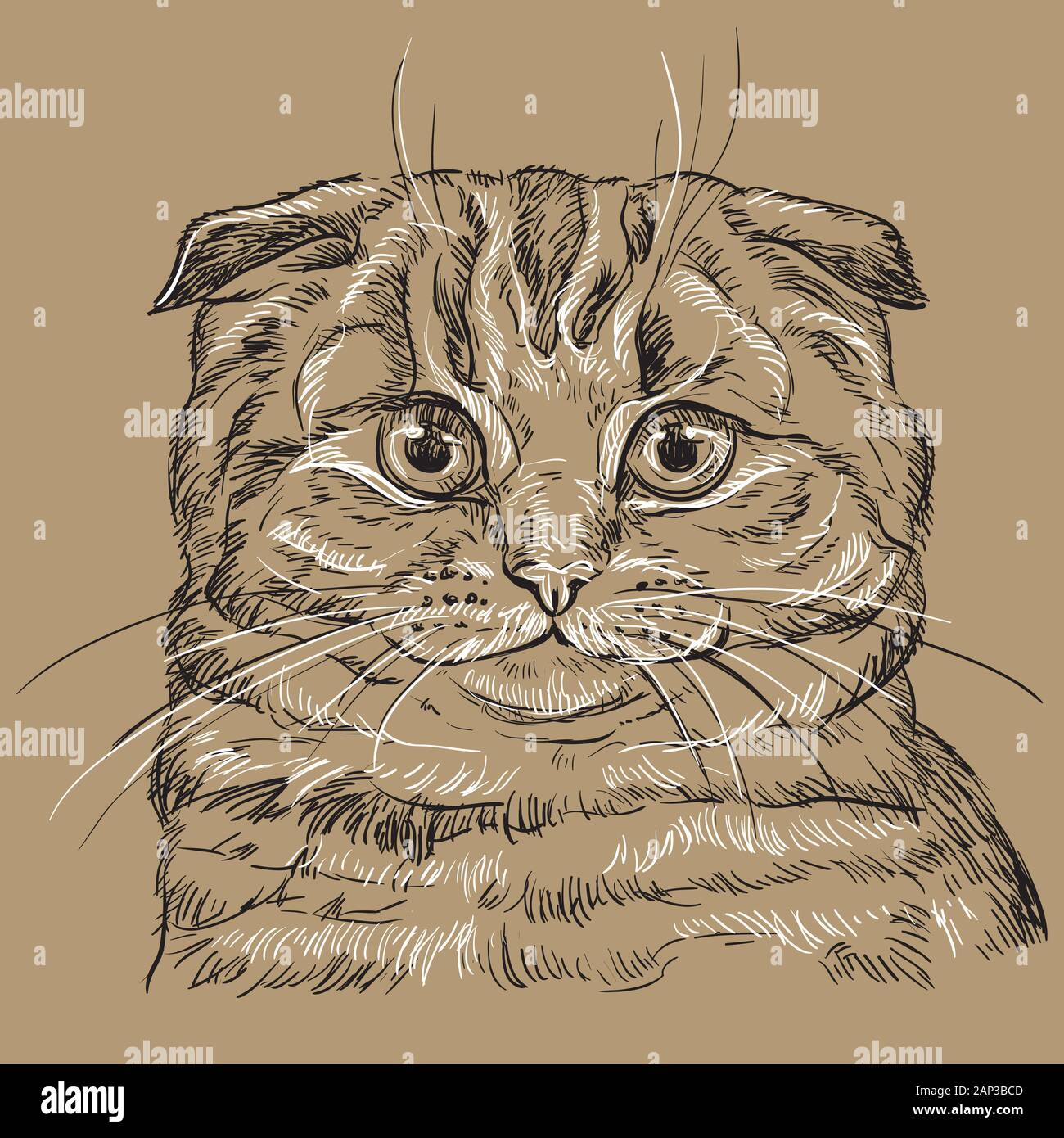 Vector Dessin Portrait De Chat Scottish Fold Dans Les Couleurs Noir Et Blanc Isole Sur Fond Beige Portrait Realiste Monochrome De Chat Vector Image Vectorielle Stock Alamy Vector Dessin Portrait De Chat Scottish Fold Dans Les Couleurs Noir Et Blanc Isole Sur Fond Beige Portrait Realiste Monochrome De Chat Vector Image Vectorielle Stock Alamy