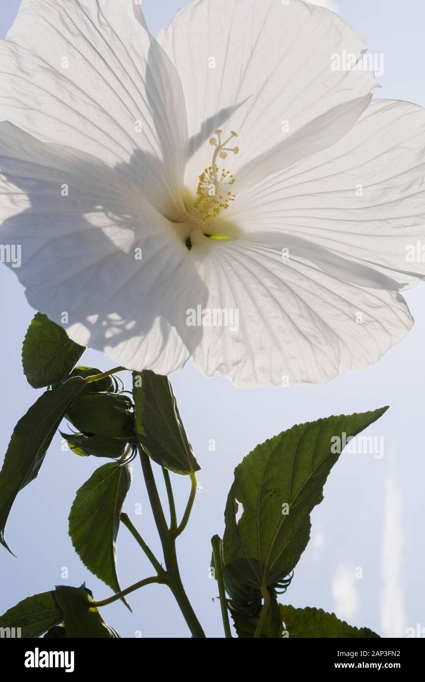 Gros plan d'une fleur d'hibiscus blanc à la fin de l'été Banque D'Images