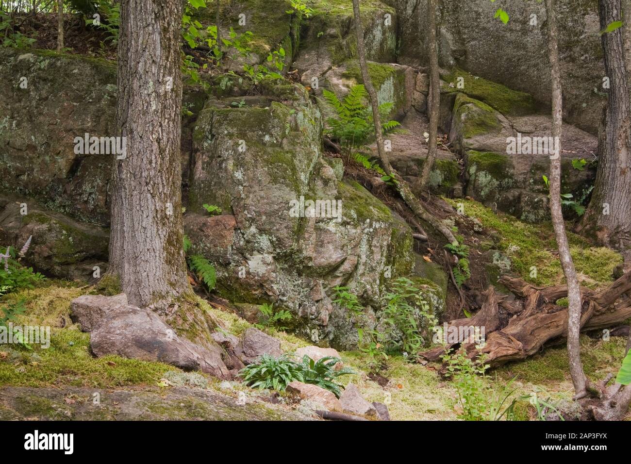 Rochers et arbres couverts de Bryophyta vert - mousse et pousse de lichen dans le jardin d'arrière-cour en été Banque D'Images