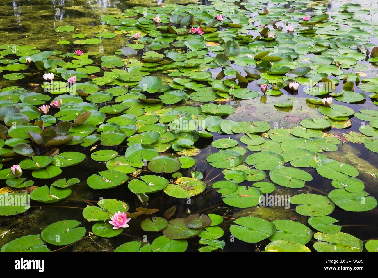 Nymphaea rose et jaune - fleurs de nénuphars en surface de l'étang en été Banque D'Images