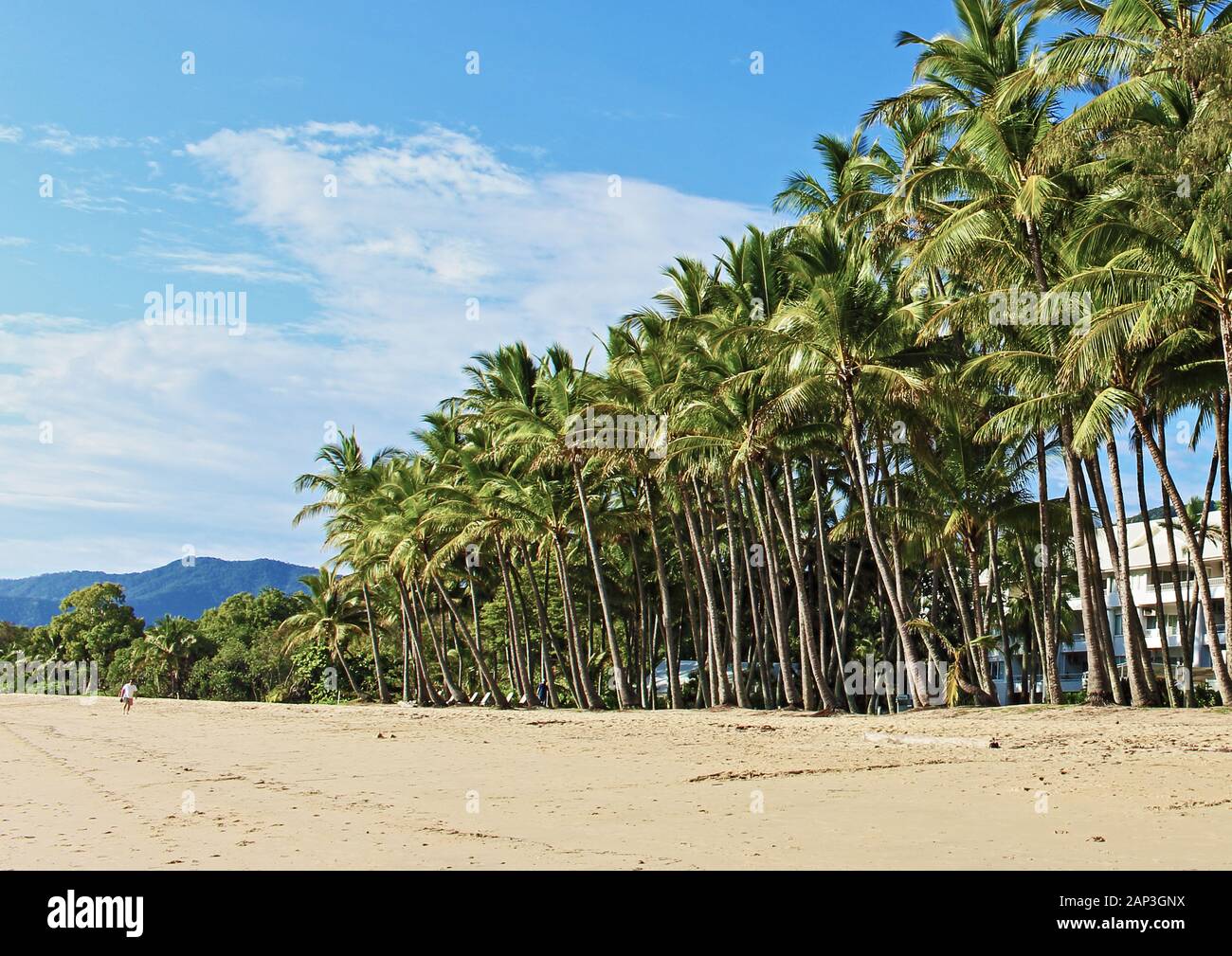 La ligne de palmiers sur la plage en face de l'hôtel Alamanda Resort à Palm Cove à l'extrémité supérieure de l'plages du nord de Cairns, Queensland, Australie Banque D'Images