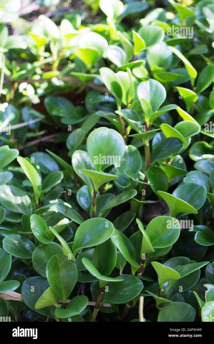 Peperomia obtusifolia plante. Banque D'Images