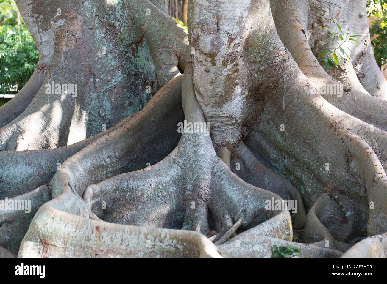 Grosses racines d'un ficus macrophylla - Moreton Bay Fig Tree. Banque D'Images