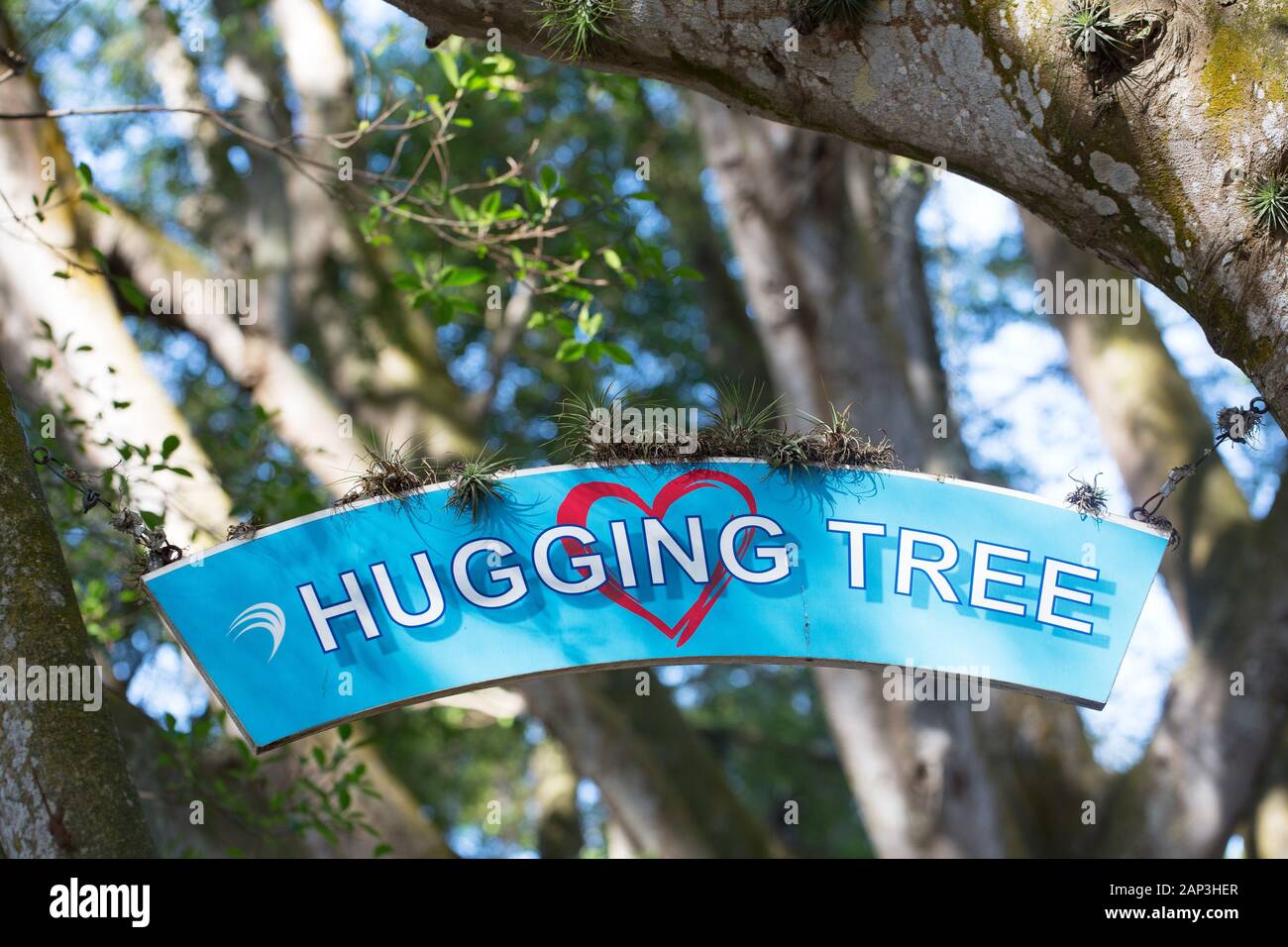 Un signe pour l'hugging tree, à Marie Selby Botanical Gardens à Sarasota, Floride, USA. Banque D'Images