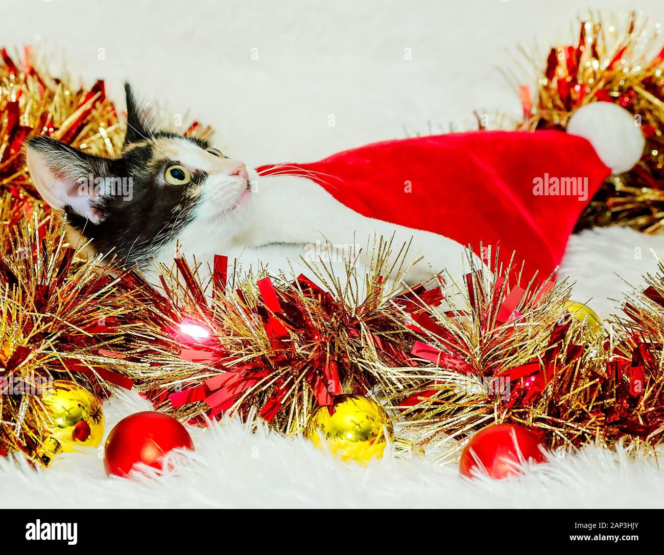 Citrouille, un trois mois chaton calico, établit dans un chapeau de Père Noël, 26 Décembre, 2014, dans Coden, Alabama. Banque D'Images