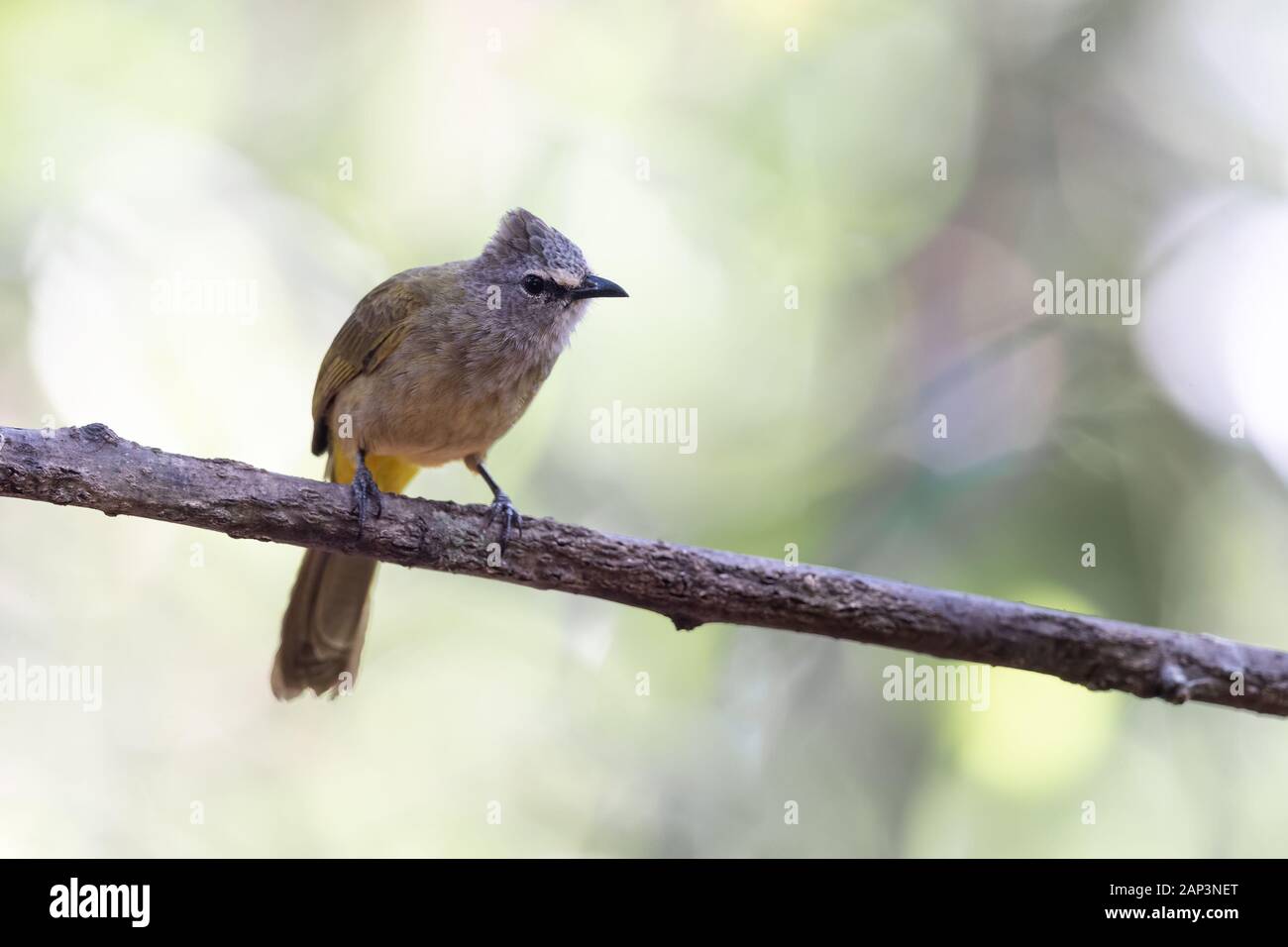 Le bulbul flavescent (Pycnonotus flavescens) est une espèce de passereau de la famille de bulbul de passereaux. Son nom vient de flavescent, un cri Banque D'Images