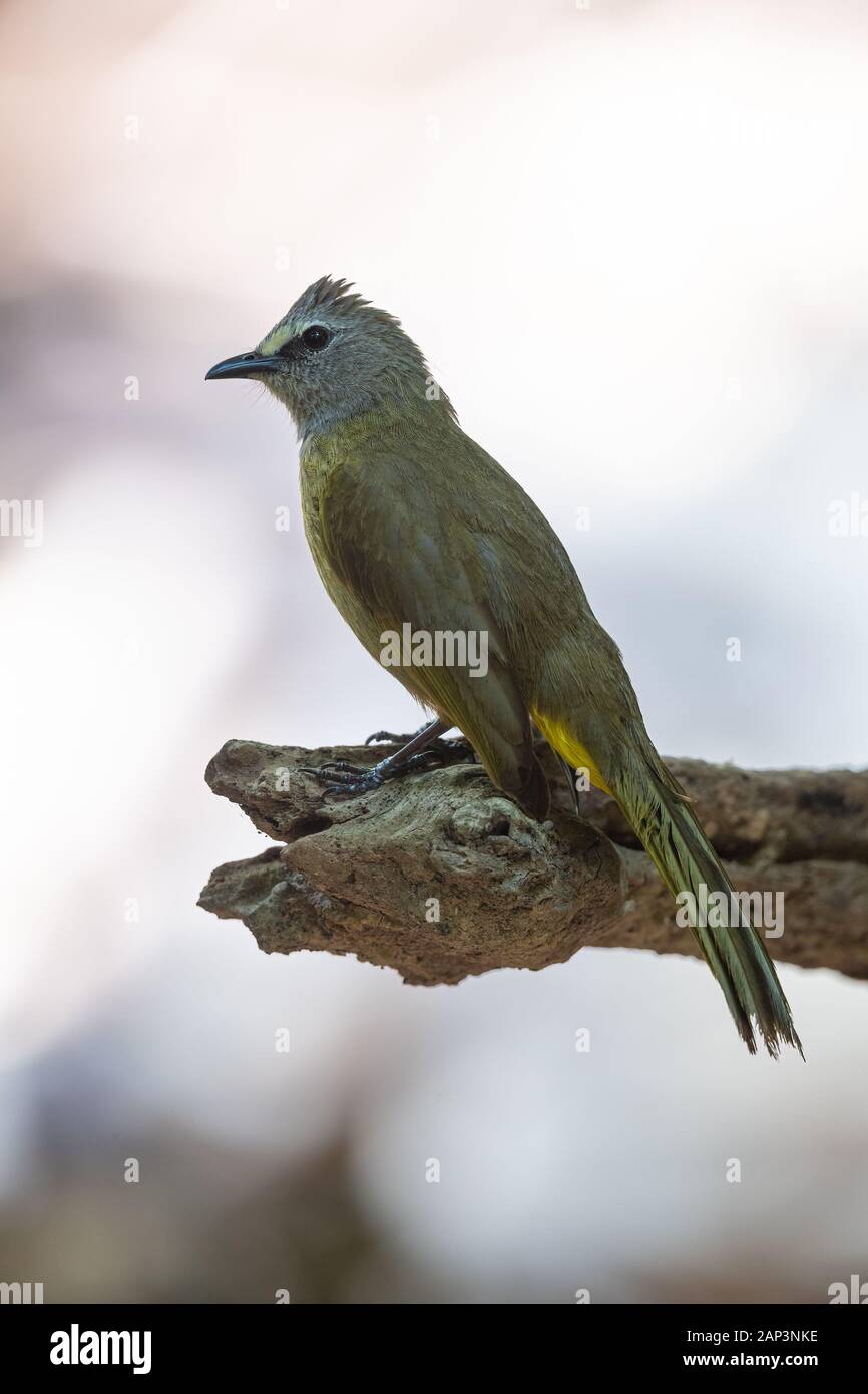 Le bulbul flavescent (Pycnonotus flavescens) est une espèce de passereau de la famille de bulbul de passereaux. Son nom vient de flavescent, un cri Banque D'Images