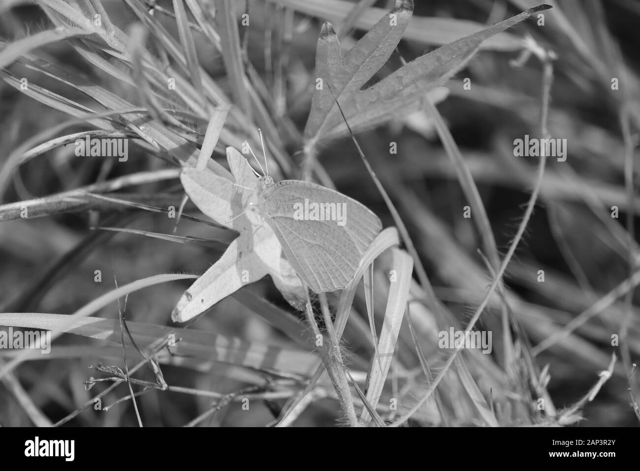 Insecte papillon , assis sur feuille avec fond monochrome Banque D'Images